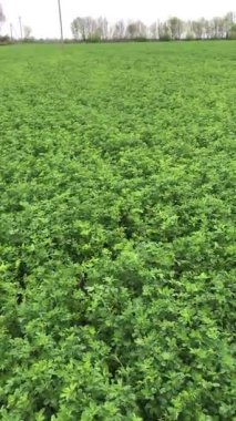 Alfalfa dışkısı. Güzel bir yonca tarlası bulutlu bir bahar gökyüzünün altında rüzgarda sallanıyor. Bitkiler iyi büyüdüğünde, saman için biçilecek - çiftlik için yem, sığır sürüsü için.