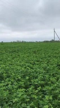 Alfalfa dışkısı. Güzel bir yonca tarlası bulutlu bir bahar gökyüzünün altında rüzgarda sallanıyor. Bitkiler iyi büyüdüğünde, saman için biçilecek - çiftlik için yem, sığır sürüsü için.