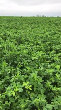 Alfalfa dışkısı. Güzel bir yonca tarlası bulutlu bir bahar gökyüzünün altında rüzgarda sallanıyor. Bitkiler iyi büyüdüğünde, saman için biçilecek - çiftlik için yem, sığır sürüsü için.