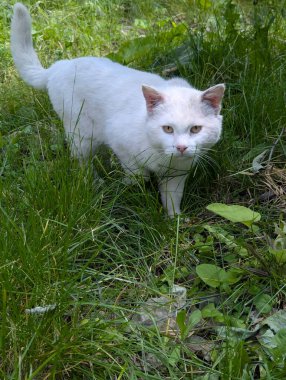 Yazın beyaz bir kedi yürür. O, uzun otların arasında yürür. Doğada avlanmaya başladı. Fark edilmesin diye etrafta sinsice dolanıyor.