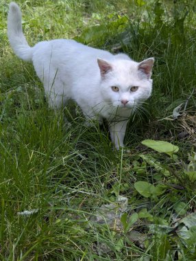 Yazın beyaz bir kedi yürür. O, uzun otların arasında yürür. Doğada avlanmaya başladı. Fark edilmesin diye etrafta sinsice dolanıyor.