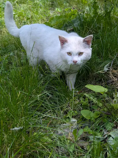 Yazın beyaz bir kedi yürür. O, uzun otların arasında yürür. Doğada avlanmaya başladı. Fark edilmesin diye etrafta sinsice dolanıyor.