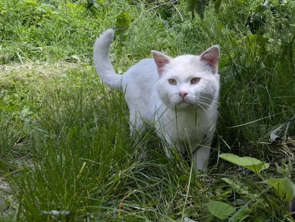 Yazın beyaz bir kedi yürür. O, uzun otların arasında yürür. Doğada avlanmaya başladı. Fark edilmesin diye etrafta sinsice dolanıyor.