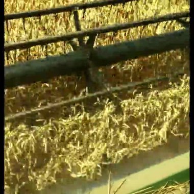 Kış buğdayı hasat ediyorum. Thresher 'lar buğday tarlasında altın, ağır buğday kulakları dikkatle toplarlar, buğday tanelerini ayırırlar, onları birleştirirler, kombinin zıpzıpkınında toplarlar.