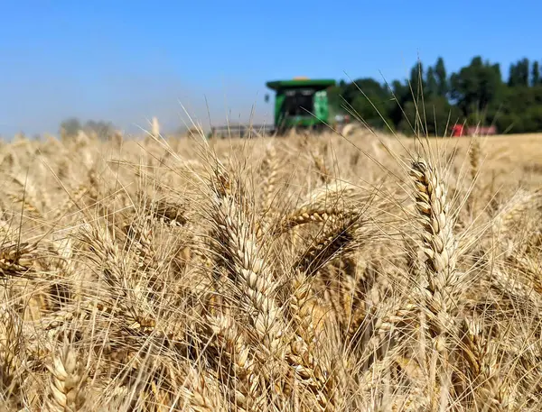 Hasat - buğday tohumu toplamak. Hasatçılar tarım yılının ilk hasadı olan buğdayı hasat etmek için geniş tarlalarda çalışırlar. Buğday kulakları depolamak için gerekli neme sahiptir.