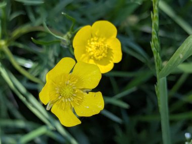 Parlak sarı düğün çiçekleri (Latin Ranunculus) sık yeşil çimenlerin arasında. Yakın çekim, yaprakların ve erkek organların ince detaylarını görmenizi ve vahşi yaşam ve tazelik hissi yaratmanızı sağlar..