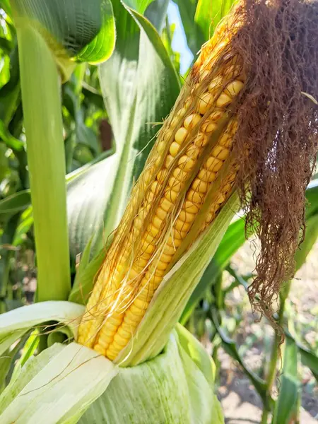 Bitkideki Taze Mısır Kulağı. Bitkiye bağlı olgun bir mısır (mısır) kulağının yakın çekim, yüksek çözünürlüklü görüntüsü, kısmen kabuklu altın sarı çekirdekler ortaya çıkarmak için