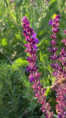 Arılar uzun otlar ve yerel bitki örtüsüyle güneşli bir alanda yetişen mor adaçayı çiçeklerini tozlaştırırlar. Yazın vahşi doğanın güzelliği ve altın saatin yumuşak ışığı renklere vurgu yapıyor..