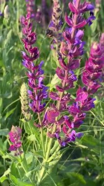 Arılar uzun otlar ve yerel bitki örtüsüyle güneşli bir alanda yetişen mor adaçayı çiçeklerini tozlaştırırlar. Yazın vahşi doğanın güzelliği ve altın saatin yumuşak ışığı renklere vurgu yapıyor..