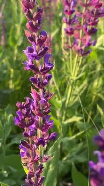 Arılar uzun otlar ve yerel bitki örtüsüyle güneşli bir alanda yetişen mor adaçayı çiçeklerini tozlaştırırlar. Yazın vahşi doğanın güzelliği ve altın saatin yumuşak ışığı renklere vurgu yapıyor..