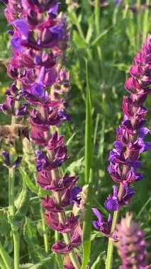 Arılar uzun otlar ve yerel bitki örtüsüyle güneşli bir alanda yetişen mor adaçayı çiçeklerini tozlaştırırlar. Yazın vahşi doğanın güzelliği ve altın saatin yumuşak ışığı renklere vurgu yapıyor..