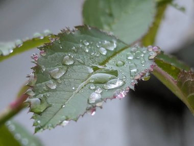 Yakından bir gül yaprağına su damlıyor. Yeşil bir gül yaprağının yüzeyine serili taze su damlaları ince tırtıklı kenarları ve kırmızı tonlarıyla.