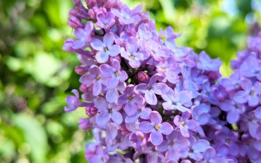 Baharda çiçek açan leylağın yakın çekimi. Gün ışığında çekilen parlak ve detaylı mor yapraklı çiçek açan leylak (şırınga)..