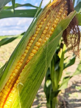 Bir mısır koçanı yakın plan, kısmen yaprakları soyulmuş, tarladaki sapın hemen üzerinde. Sulu sarı çekirdekler ve doğal doku bir tarım, hasat ve organik tarım atmosferi yaratır..