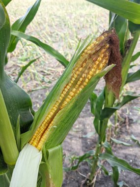 Bir mısır koçanı yakın plan, kısmen yaprakları soyulmuş, tarladaki sapın hemen üzerinde. Sulu sarı çekirdekler ve doğal doku bir tarım, hasat ve organik tarım atmosferi yaratır..