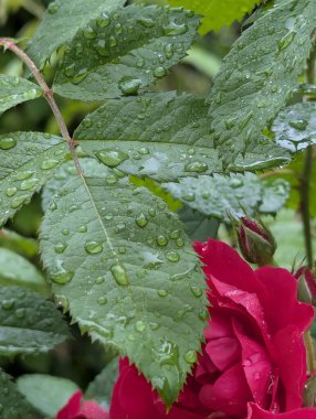 Gül yaprağının makro görüntüsü. Yeşil renkli, şeffaf yağmur damlalarıyla kaplı bir yaprağın yakın çekimi. Çiçek yapraklarıyla çelişiyor. Su minyatür şeffaf küreler oluşturur.