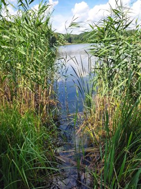 Uzun kamışların arasındaki dar bir yol gölün sessiz su yüzeyine çıkar. Su, mavi gökyüzünü beyaz bulutlarla yansıtıyor ve doğa ile barış ve uyum izlenimi yaratıyor..