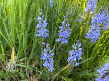 Taze yeşil çimlerle çevrili açık mavi kır çiçekleri. Parlak gün ışığı yaprakların narin yapısını vurgular ve çerçeveye doğal bir tazelik verir..