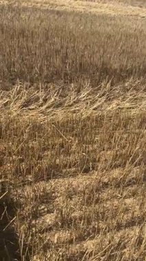 Hasır balyalama, kolay ulaşım, depolama ve kullanım için doğranmış samanı küçük dikdörtgen veya yuvarlak balyalara sıkıştırma işlemidir. Amaç hayvan yatağı ya da organik gübre üretmek..