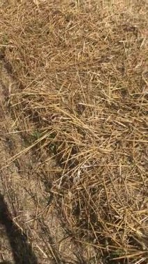 Hasır balyalama, kolay ulaşım, depolama ve kullanım için doğranmış samanı küçük dikdörtgen veya yuvarlak balyalara sıkıştırma işlemidir. Amaç hayvan yatağı ya da organik gübre üretmek..