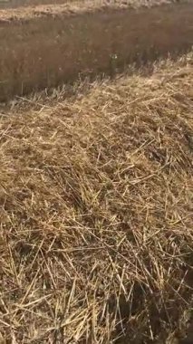 Hasır balyalama, kolay ulaşım, depolama ve kullanım için doğranmış samanı küçük dikdörtgen veya yuvarlak balyalara sıkıştırma işlemidir. Amaç hayvan yatağı ya da organik gübre üretmek..