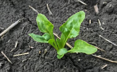 Şeker pancarı filizi. Parlak yeşil yapraklar iyi bir bitki gelişimini gösteriyor. Kuru gövde kalıntıları, alanın doğal çevresini vurguluyor..