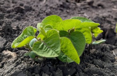 Fotoğrafta taze soya filizleri görülüyor. Açık yeşil yapraklar sağlıklı ve taze görünüyor. Sapı ve minyatürleri ince kıllarla kaplı..