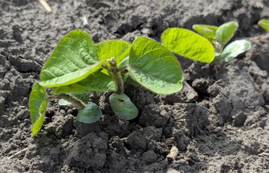 Fotoğrafta taze soya filizleri görülüyor. Açık yeşil yapraklar sağlıklı ve taze görünüyor. Sapı ve minyatürleri ince kıllarla kaplı..