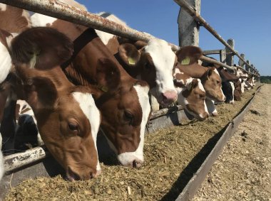 Çiftlikteki inekler