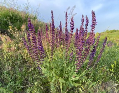 Mor adaçayı çiçekli bir yaz çayırı ve yeşillikler arasında bir patika. Mor kır çiçeklerinin yemyeşil çimlerle tezat oluşturan gür çalıları. Sağa doğru uzanan bir yol, ormanlık bir ufka çıkıyor..