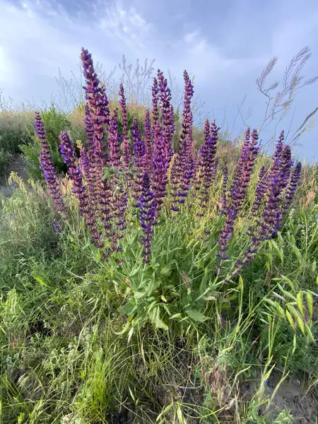 Mor adaçayı çiçekli bir yaz çayırı ve yeşillikler arasında bir patika. Mor kır çiçeklerinin yemyeşil çimlerle tezat oluşturan gür çalıları. Sağa doğru uzanan bir yol, ormanlık bir ufka çıkıyor..