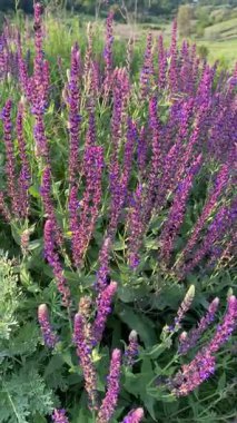 Mor adaçayı çiçekli bir yaz çayırı ve yeşillikler arasında bir patika. Mor kır çiçeklerinin yemyeşil çimlerle tezat oluşturan gür çalıları. Sağa doğru uzanan bir yol, ormanlık bir ufka çıkıyor..