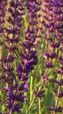 Mor adaçayı çiçekli bir yaz çayırı ve yeşillikler arasında bir patika. Mor kır çiçeklerinin yemyeşil çimlerle tezat oluşturan gür çalıları. Sağa doğru uzanan bir yol, ormanlık bir ufka çıkıyor..