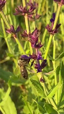 Mor adaçayı çiçekli bir yaz çayırı ve yeşillikler arasında bir patika. Mor kır çiçeklerinin yemyeşil çimlerle tezat oluşturan gür çalıları. Sağa doğru uzanan bir yol, ormanlık bir ufka çıkıyor..