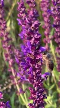 Mor adaçayı çiçekli bir yaz çayırı ve yeşillikler arasında bir patika. Mor kır çiçeklerinin yemyeşil çimlerle tezat oluşturan gür çalıları. Sağa doğru uzanan bir yol, ormanlık bir ufka çıkıyor..