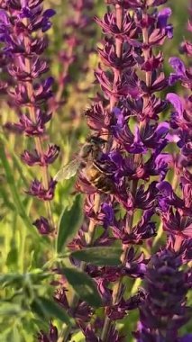 Mor adaçayı çiçekli bir yaz çayırı ve yeşillikler arasında bir patika. Mor kır çiçeklerinin yemyeşil çimlerle tezat oluşturan gür çalıları. Sağa doğru uzanan bir yol, ormanlık bir ufka çıkıyor..