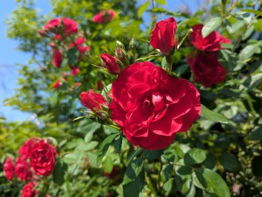 Güneşli bir günde çalılıklarda kırmızı güller. Güneş yaprakların kadife dokusunu vurgular ve ılık bir yaz atmosferi yaratır. Arka planda - mavi bir gökyüzü ve diğer çiçeklerin bulanık siluetleri