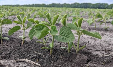 Topraktan yeni çıkan taze soya tohumlarıyla dolu bir tarlanın alçak açılı görüntüsü. Yeşil yapraklar açıkça gri ve kuru toprağa karşı duruyor. Uzakta, bulutlu bir gökyüzünün altında bir orman şeridi görünür..