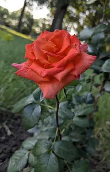 Hafif hasarlı kırmızı ve beyaz bir gülü yakından çek. Çiçek çimenlerin arasında bir bahçe yatağında yetişir, arka planda bulanık yeşillik ve ağaçlar vardır. Doğal ışıklandırma taç yaprağının dokusunu vurgular