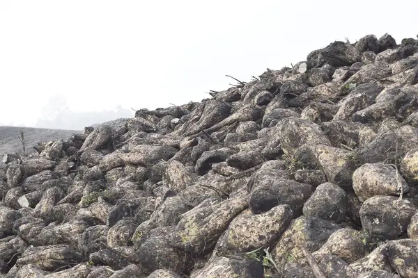 Bir yığın toplanmış şeker pancarı kökü. Yuvarlaktır ya da uzatılmış ve kuru toprak tabakasıyla kaplıdır. Bu da onlara daha koyu toprak ve yeşillik kalıntıları içeren gri-kahverengi bir renk verir..