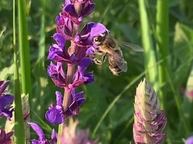 Çayırda, akşamları bir arı, adaçayı çiçeklerinde tatlı polen toplar. Mor kır çiçeklerinin gür çalıları yeşil otlarla çelişen güzel kokularıyla böcekleri cezbeder..