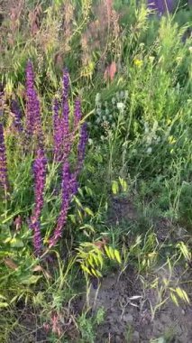 Arılar çiçekleri döller. Mor adaçayı çiçekli yaz çayırı. Mor kır çiçeklerinin yemyeşil çimlerle tezat oluşturan gür çalıları..