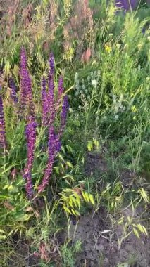 Arılar çiçekleri döller. Mor adaçayı çiçekli yaz çayırı. Mor kır çiçeklerinin yemyeşil çimlerle tezat oluşturan gür çalıları..