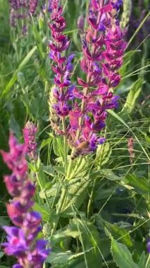 Arılar çiçekleri döller. Mor adaçayı çiçekli yaz çayırı. Mor kır çiçeklerinin yemyeşil çimlerle tezat oluşturan gür çalıları..
