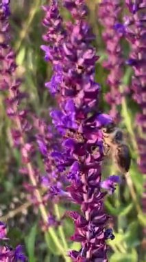 Arılar çiçekleri döller. Mor adaçayı çiçekli yaz çayırı. Mor kır çiçeklerinin yemyeşil çimlerle tezat oluşturan gür çalıları..