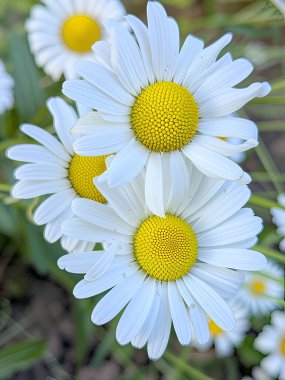 Parlak sarı merkezli beyaz papatyalar yeşil çimen zeminine karşı. Çiçeklerin üzerinde iki küçük böcek görülebiliyor ve görüntüye doğallık ve dinamizm katıyor.