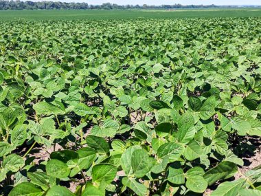 Bitmeyen tarlalarda taze yeşil soya bitkileri ekiliyor. Bitkilerin yaprakları yoğun bir şekilde toprak yüzeyini kaplar. Ufukta, açık bir gökyüzünün altında bir orman şeridi görünüyor - geniş tarım arazileri