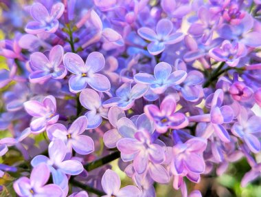 Leylak şişkinliği. Çiçeklerin narin bir mor-leylak rengi var. Her çiçek dört yapraktan oluşur. Fotoğraf, bahar ya da yaz başlarındaki atmosferi ve leylak çiçeklerinin güzelliğini aktarıyor.