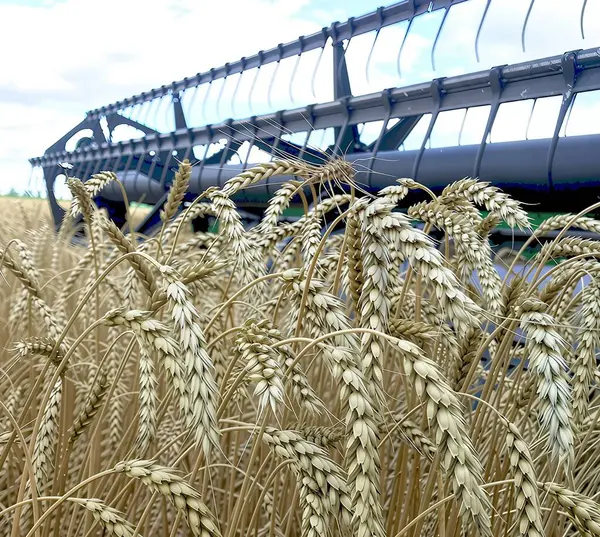 Tarlada olgunlaşmış buğday kulakları. Arka planda bir biçerdöver elementleri var. Hasat mevsiminin atmosferi - buğdayın harmanlanması