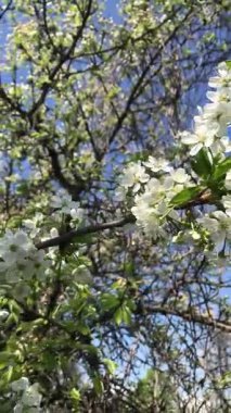 İlkbahar doğanın uyanış zamanıdır ve onun en sihirli dışavurumlarından biri kiraz çiçeğidir. Bu narin ağaçlar bahçelerimizi ve caddelerimizi gerçek bir peri masalına çeviriyor.